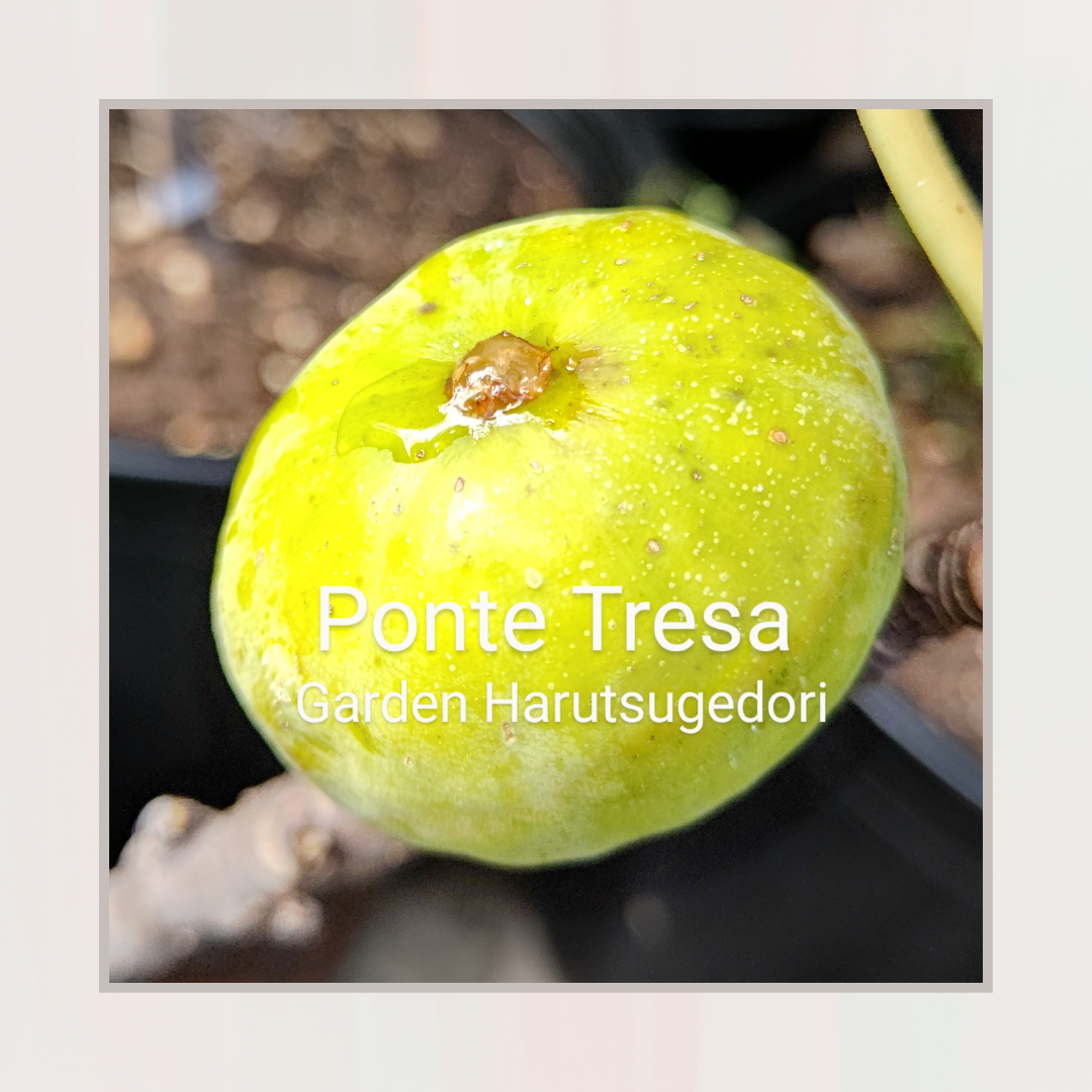 Ponte Tresa/ポンテトレサ